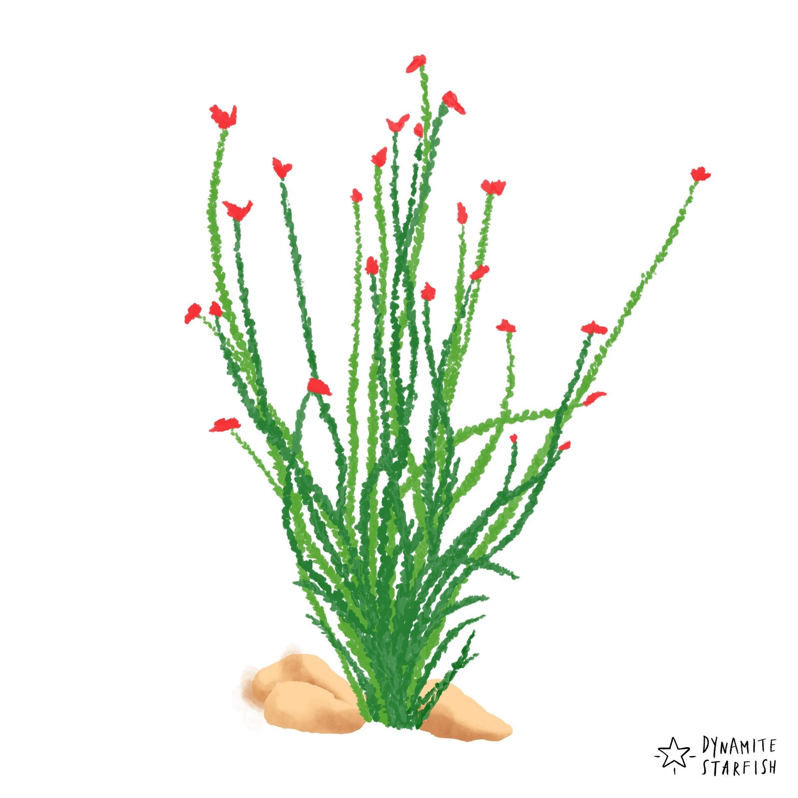 100 Drawings about Climbing — Ocotillo - Dynamite Starfish