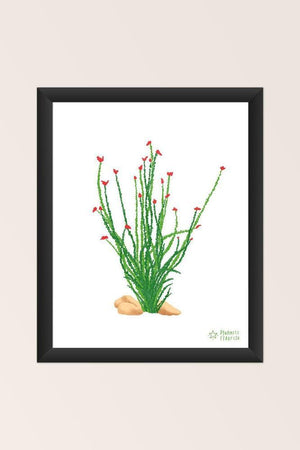rock climbing t-shirts gifts - Art prints-Ocotillo — 8x10" Art Print - Dynamite Starfish - gift for climber