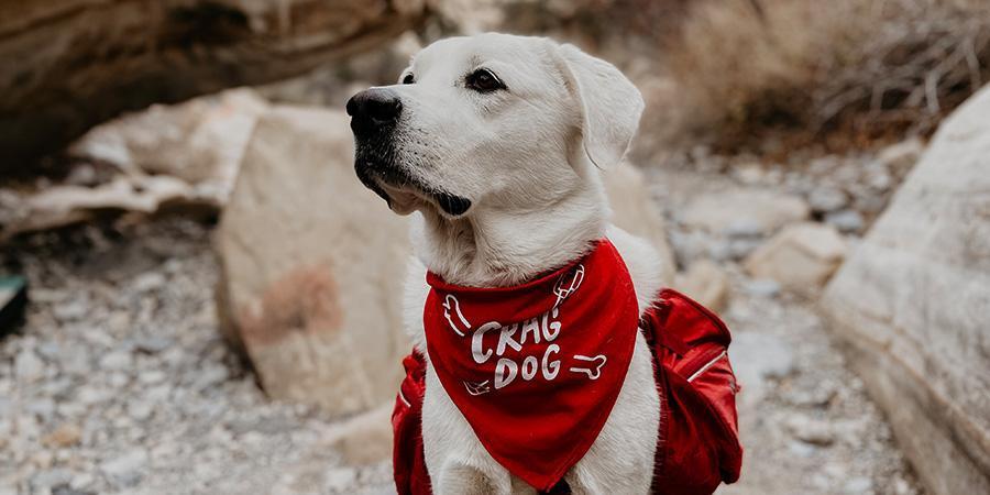 The Best Gifts for Rock Climbers (who love dogs!) - Dynamite Starfish