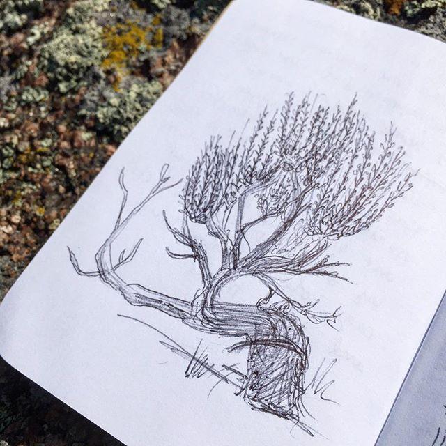 100 Drawings about Climbing — Wyoming Bush - Dynamite Starfish